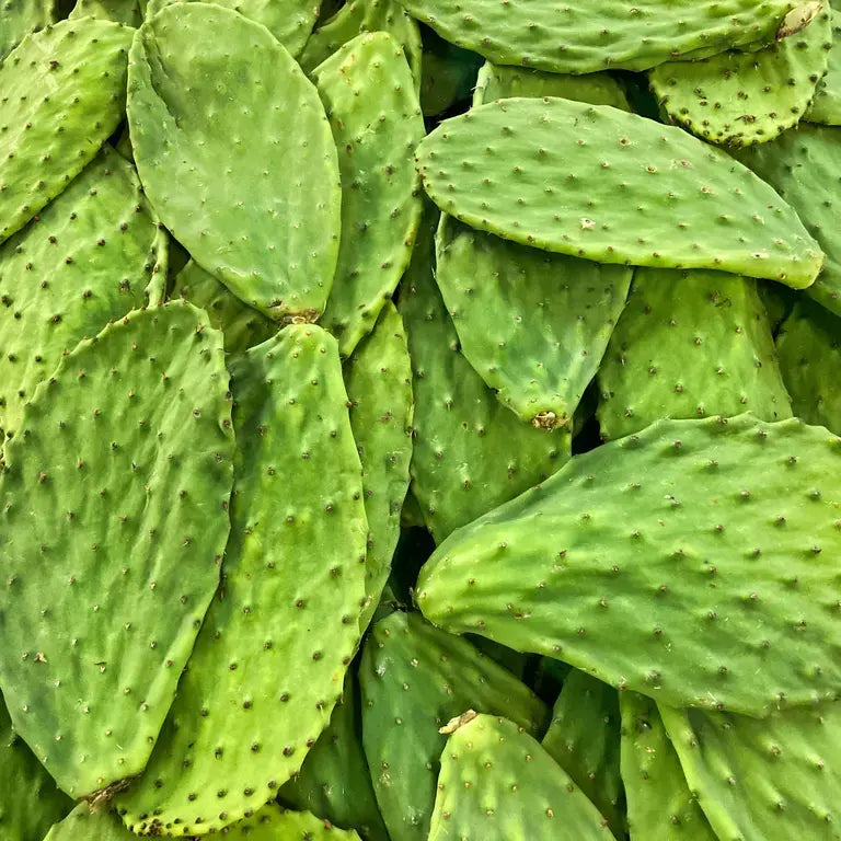 ¿Qué es el nopal y para qué sirve?